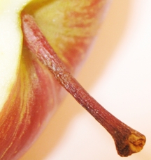 Apfel-Stängel-1.jpg